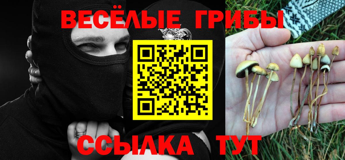 Псилоцибиновые грибы Cubensis Скопин